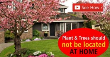 Which Plant & Trees Bring Vaastu Defects ?