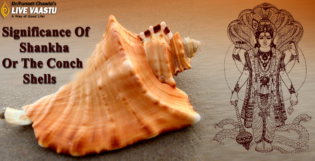 Significance Of Shankha Or The Conch Shells Live Vaastu