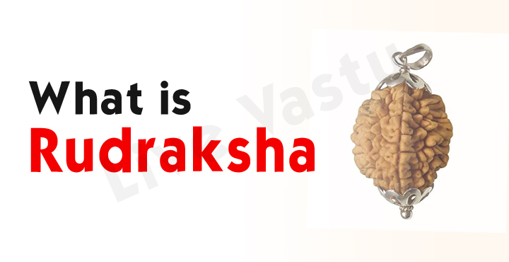 What is Rudraksha ?
