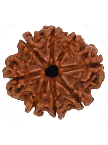 Six Mukhi Rudraksha