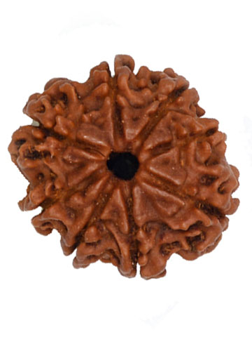 Six Mukhi Rudraksha