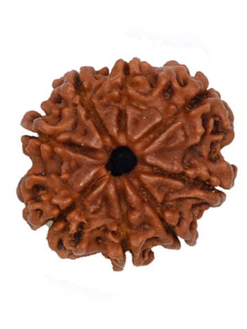 Six Mukhi Rudraksha