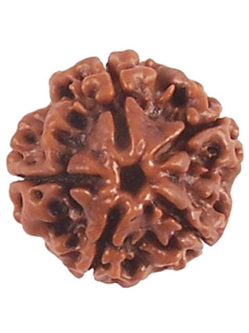Four Mukhi Rudraksha