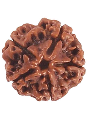 Four Mukhi Rudraksha