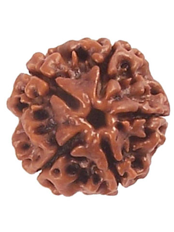 Four Mukhi Rudraksha