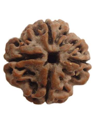Three Mukhi Rudraksha