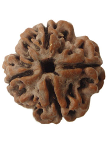 Three Mukhi Rudraksha