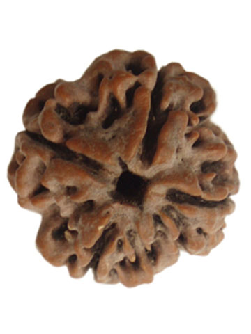 Three Mukhi Rudraksha