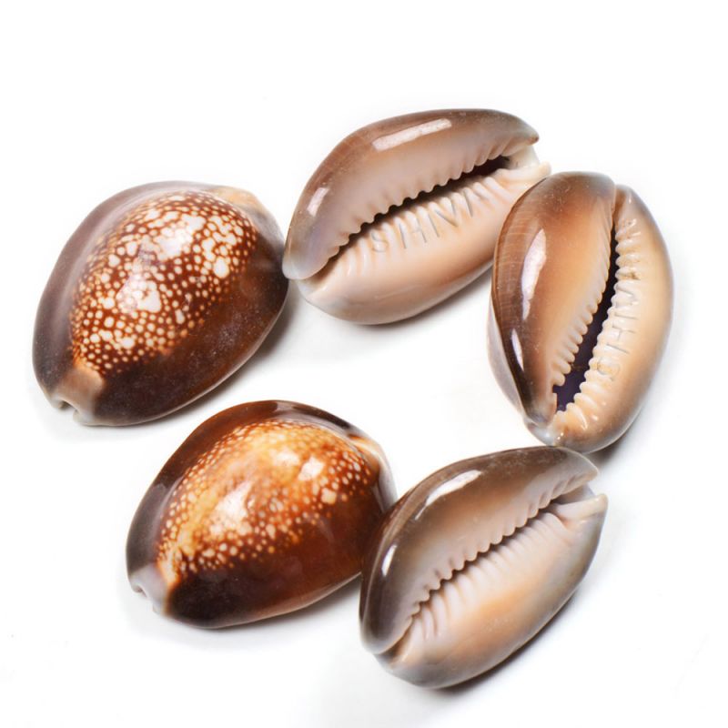 Vishnu Laxmi Kaudi Sacred Shankh (5 Pieces) For Puja