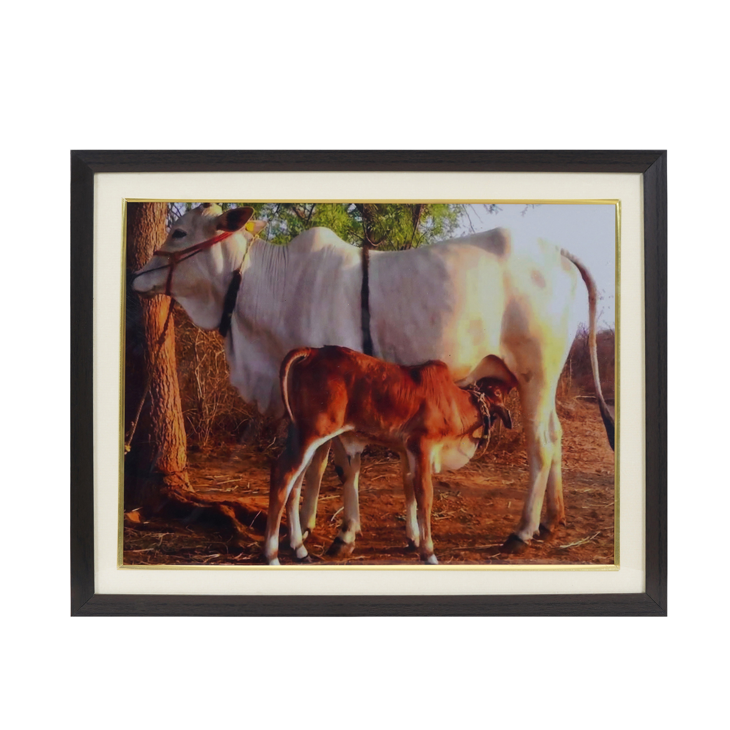 Cow And Calf For Family Relationship